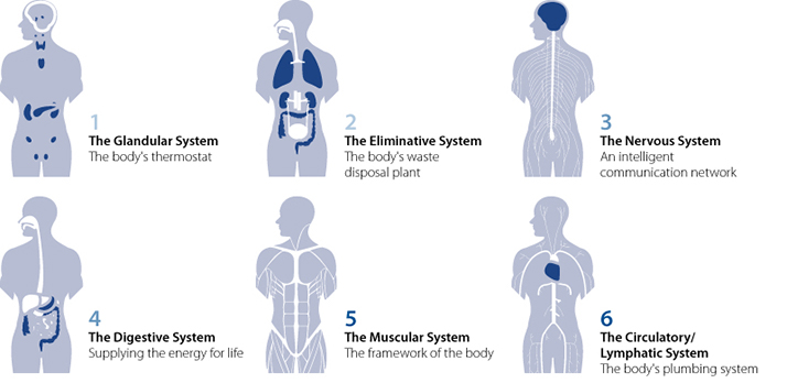 Chiropractic Albany OR Zone Technique Graphic